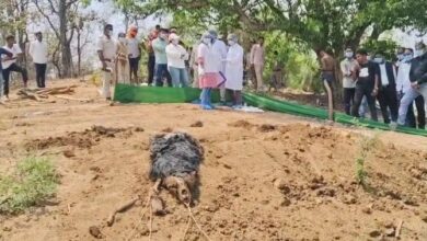 भालू की मौत मामले में वन विभाग की बड़ी कार्रवाई, तीन वनकर्मी निलंबित