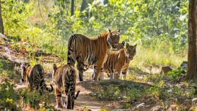 सतपुड़ा टाइगर रिजर्व में वन्यजीव गणना जारी, 20 अप्रैल तक दूसरे फेस की गणना समाप्त …