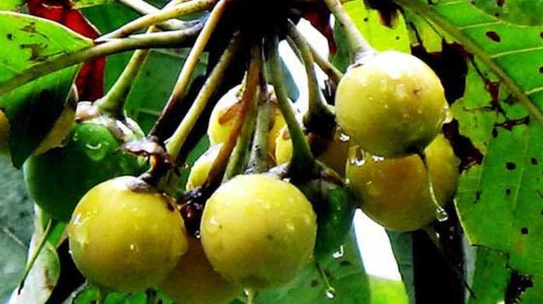 जोड़ों के दर्द से स्किन एलर्जी तक में फायदा देता है पहाड़ी च्यूरा फल, ये हैं 5 हेल्थ बेनिफिट्स जोड़ों के दर्द से स्किन एलर्जी तक में फायदा देता है पहाड़ी च्यूरा फल, ये हैं 5 हेल्थ बेनिफिट्स