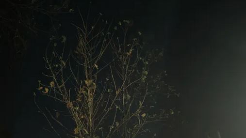 रात को हुई रिमझिम बारिश से मौसम हुआ सुहाना रात को हुई रिमझिम बारिश से मौसम हुआ सुहाना