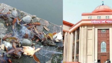 कुंड में कछुओं की मौत का मामला: हाई कोर्ट की गंभीर टिप्पणी