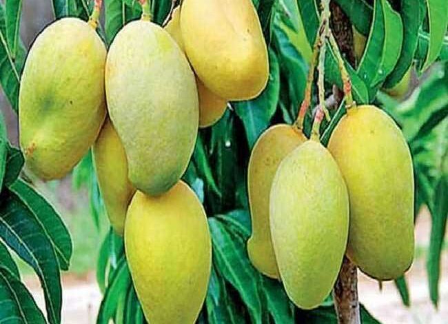 शासकीय उद्यान रोपणी बेन्द्रनवागांव में 16 और सेमरा में 17 अप्रैल को की जाएगी आम फलों की नीलामी शासकीय उद्यान रोपणी बेन्द्रनवागांव में 16 और सेमरा में 17 अप्रैल को की जाएगी आम फलों की नीलामी