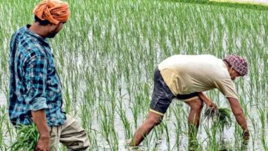 छत्तीसगढ़ में इस साल मई महीने में मानसून के आगमन से किसानों की चिंता, मानसून की समय से पहले हुई एंट्री से फसल पर बुरा असर पड़ने की आशंका