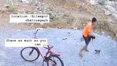 बच्चा या शैतान? बिलासपुर में क्रूरता की हदें पार, बच्चे ने मासूम पिल्लों को बोरे में भरकर पटका और एक को गड्ढे में फेंक दिया, वीडियो देखकर कांप उठेगी रुह!