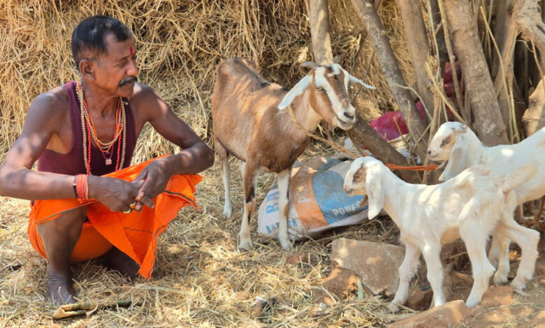 बकरी पालन बना आर्थिक सशक्तिकरण का आधार बकरी पालन बना आर्थिक सशक्तिकरण का आधार
