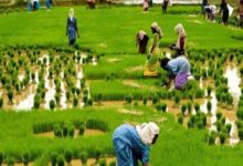प्रदेश में मानसून के दस्तक के साथ ही खेती-किसानी का सिलसिला शुरू
