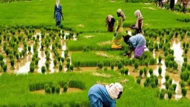 प्रदेश में मानसून के दस्तक के साथ ही खेती-किसानी का सिलसिला शुरू
