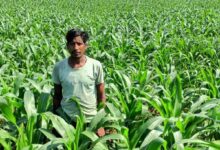 धान के बदले मक्का की खेती से किसान ने कमाया दुगुना मुनाफा