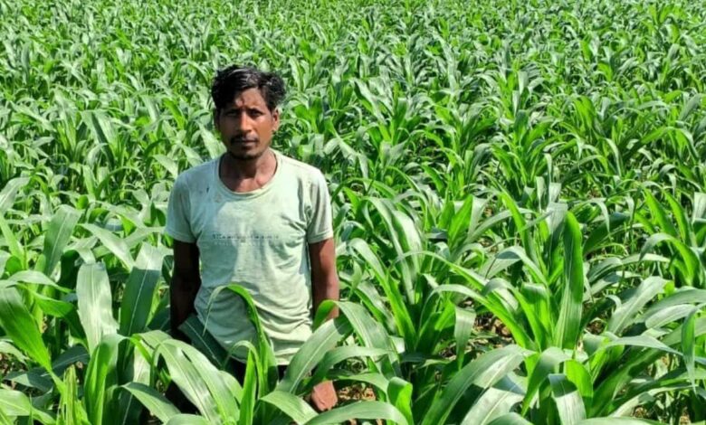 धान के बदले मक्का की खेती से किसान ने कमाया दुगुना मुनाफा धान के बदले मक्का की खेती से किसान ने कमाया दुगुना मुनाफा