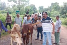 गरीब आदिवासियों को 15 जोड़ी बैल का निःशुल्क वितरण