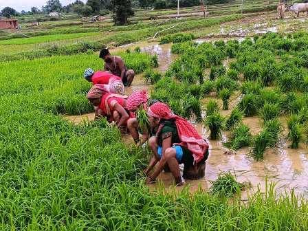 अन्नदाताओं के पसीने से लहलहाई धान की फसल, खाद वितरण की सुनिश्चित व्यवस्था से किसानों में संतोष अन्नदाताओं के पसीने से लहलहाई धान की फसल, खाद वितरण की सुनिश्चित व्यवस्था से किसानों में संतोष
