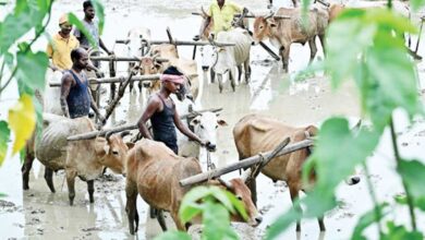 किसान भाईयों की खेती ने पकड़ी रफ्तार