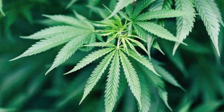 भांग की व्यावसायिक खेती पर जनहित याचिका को कोर्ट ने ठुकराया, कहा नीति-निर्माण में दखल नहीं भांग की व्यावसायिक खेती पर जनहित याचिका को कोर्ट ने ठुकराया, कहा नीति-निर्माण में दखल नहीं