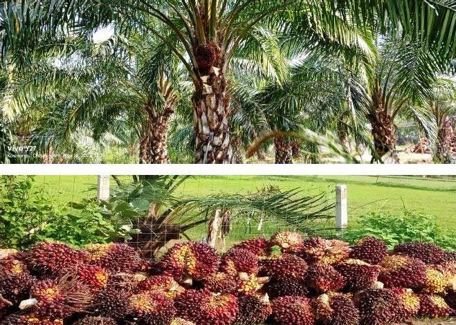 पॉम की खेती से किसानों को मिलेगा आय का स्थायी जरिया पॉम की खेती से किसानों को मिलेगा आय का स्थायी जरिया