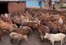 ग्राम उदयपुर कांजी हाउस की बदहाली – लापरवाही से तीन गायों की मौत, ग्रामीणों में नाराज़गी