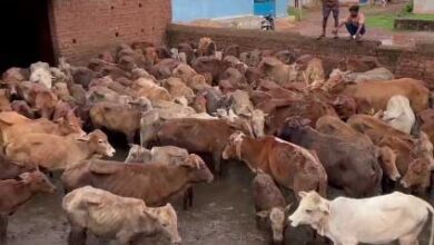 ग्राम उदयपुर कांजी हाउस की बदहाली – लापरवाही से तीन गायों की मौत, ग्रामीणों में नाराज़गी