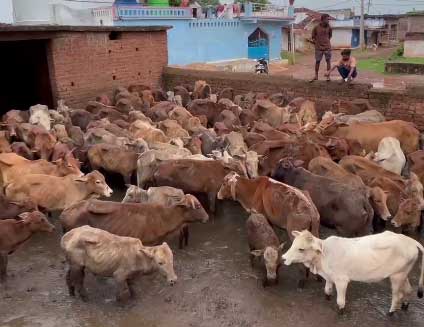 ग्राम उदयपुर कांजी हाउस की बदहाली – लापरवाही से तीन गायों की मौत, ग्रामीणों में नाराज़गी ग्राम उदयपुर कांजी हाउस की बदहाली – लापरवाही से तीन गायों की मौत, ग्रामीणों में नाराज़गी