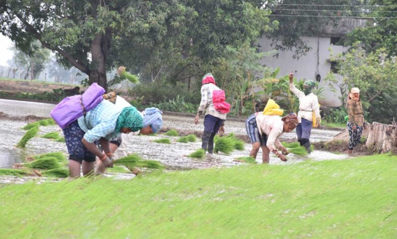 पी.एम फसल बीमा योजना: किसानों की फसलों के लिए सुरक्षा कवच पी.एम फसल बीमा योजना: किसानों की फसलों के लिए सुरक्षा कवच