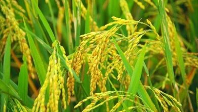 बारिश ने बढ़ाई किसानों की मुश्किलें