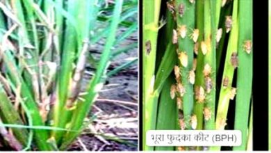 धान की फसलों में रोग व कीट प्रकोप से बचाव के लिए कृषि विशेषज्ञों ने दी सलाह धान की फसलों में रोग व कीट प्रकोप से बचाव के लिए कृषि विशेषज्ञों ने दी सलाह
