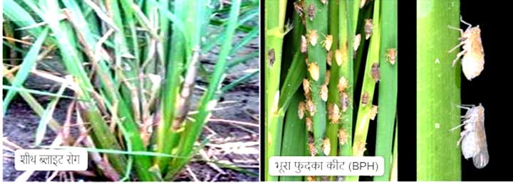 धान की फसलों में रोग व कीट प्रकोप से बचाव के लिए कृषि विशेषज्ञों ने दी सलाह धान की फसलों में रोग व कीट प्रकोप से बचाव के लिए कृषि विशेषज्ञों ने दी सलाह