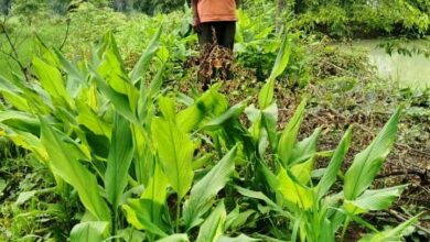 डबरी ने खोले समृद्धि के द्वार, दुलार सिंह का सपना हुआ साकार