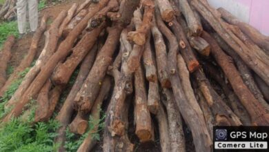 होटल-ढाबों से अवैध लकड़ी जब्त, तीन प्रकरण दर्ज होटल-ढाबों से अवैध लकड़ी जब्त, तीन प्रकरण दर्ज