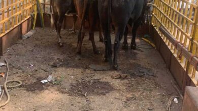 रायपुर नगर निगम ने विभिन्न सड़क मार्गो से दिन भर अभियान चलाकर अब तक 3822 आवारा पशुओं को धरपकड़ कर गौठानों में भेजा