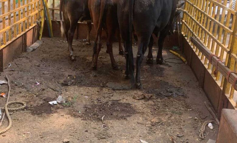 रायपुर नगर निगम ने विभिन्न सड़क मार्गो से दिन भर अभियान चलाकर अब तक 3822 आवारा पशुओं को धरपकड़ कर गौठानों में भेजा