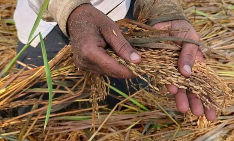 गोंदिया में बेमौसम बारिश से किसानों की चिंता बढ़ी, धान की फसल में निकलने लगे अंकुर गोंदिया में बेमौसम बारिश से किसानों की चिंता बढ़ी, धान की फसल में निकलने लगे अंकुर