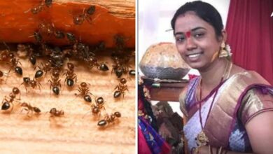 चींटियों से डर लगता है? हो सकती है इस विटामिन की कमी, एक्सपर्ट ने बताया सच