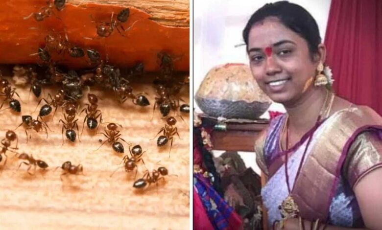 चींटियों से डर लगता है? हो सकती है इस विटामिन की कमी, एक्सपर्ट ने बताया सच चींटियों से डर लगता है? हो सकती है इस विटामिन की कमी, एक्सपर्ट ने बताया सच