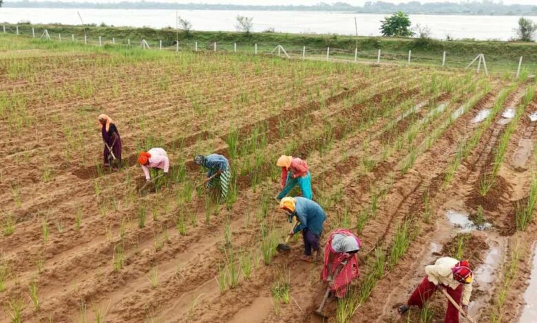 खस की खेती ने दिया आजीविका का नया रास्ता खस की खेती ने दिया आजीविका का नया रास्ता