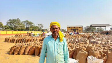 3100 रुपये प्रति क्विंटल समर्थन मूल्य और पारदर्शी व्यवस्था से बढ़ा किसानों का भरोसा