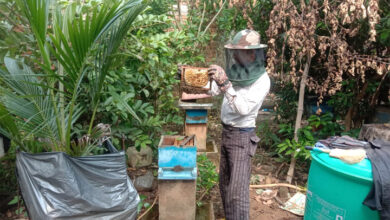 मधुमक्खी पालन बनीं रोज़गार की कुंजी : अतिरिक्त आय का सशक्त माध्यम बना मधुमक्खी पालन मधुमक्खी पालन बनीं रोज़गार की कुंजी : अतिरिक्त आय का सशक्त माध्यम बना मधुमक्खी पालन