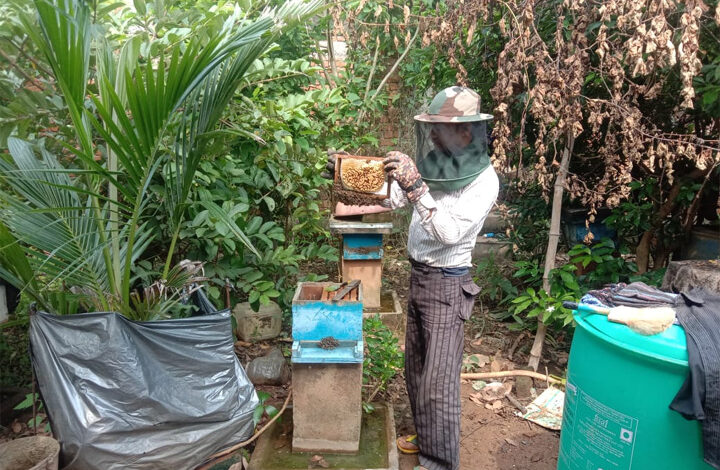 मधुमक्खी पालन बनीं रोज़गार की कुंजी : अतिरिक्त आय का सशक्त माध्यम बना मधुमक्खी पालन