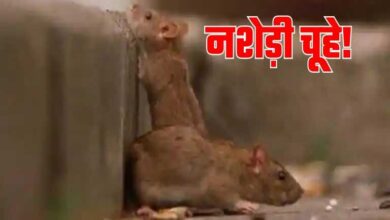 200 किलो गांजा चूहे खा गए, रांची पुलिस की लापरवाही से पूरे सिस्टम पर खड़े हुए सवाल 200 किलो गांजा चूहे खा गए, रांची पुलिस की लापरवाही से पूरे सिस्टम पर खड़े हुए सवाल