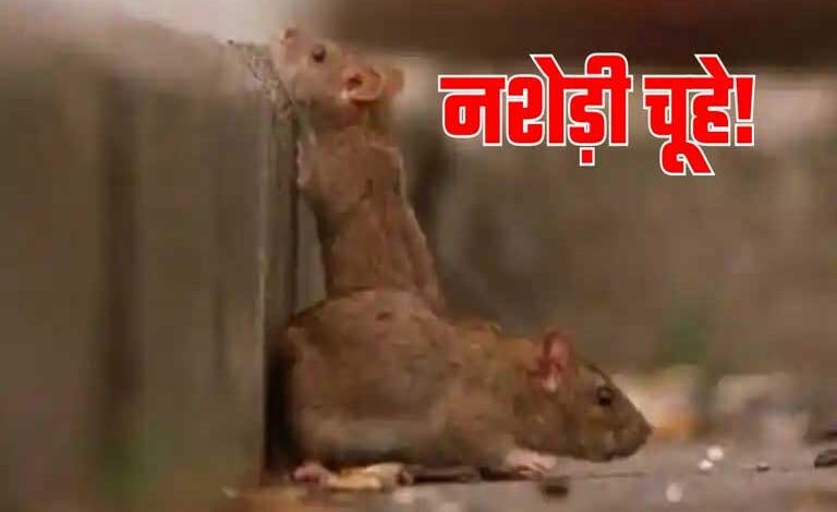 200 किलो गांजा चूहे खा गए, रांची पुलिस की लापरवाही से पूरे सिस्टम पर खड़े हुए सवाल 200 किलो गांजा चूहे खा गए, रांची पुलिस की लापरवाही से पूरे सिस्टम पर खड़े हुए सवाल