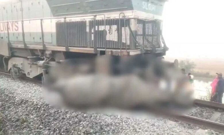 असम में बड़ा ट्रेन हादसा! हाथियों के झुंड से टकराई राजधानी एक्सप्रेस, कई हाथियों की कटकर मौत असम में बड़ा ट्रेन हादसा! हाथियों के झुंड से टकराई राजधानी एक्सप्रेस, कई हाथियों की कटकर मौत