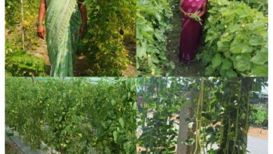 राष्ट्रीय ग्रामीण आजीविका मिशन: कर्ज के बोझ से मुक्त होकर आत्मनिर्भर बनी सुष्मिता जाटवर राष्ट्रीय ग्रामीण आजीविका मिशन: कर्ज के बोझ से मुक्त होकर आत्मनिर्भर बनी सुष्मिता जाटवर