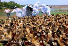 बिलासपुर में बर्ड फ्लू के खिलाफ बड़ा एक्शन, नष्ट किए गए 25 हजार पक्षी, 8 पोल्ट्री फार्म भी सील