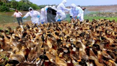 बिलासपुर में बर्ड फ्लू के खिलाफ बड़ा एक्शन, नष्ट किए गए 25 हजार पक्षी, 8 पोल्ट्री फार्म भी सील