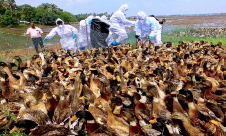 बिलासपुर में बर्ड फ्लू के खिलाफ बड़ा एक्शन, नष्ट किए गए 25 हजार पक्षी, 8 पोल्ट्री फार्म भी सील