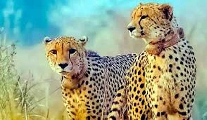 बोत्सवाना से लाए गए चीते स्वस्थ, कूनो में पहला भोजन परोसा गया: अधिकारी