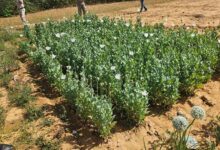 ड्रोन सर्वे में खुली अफीम खेती की पोल, दो आरोपी गिरफ्तार, फसल जब्त