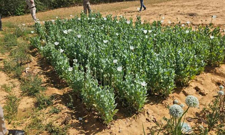 ड्रोन सर्वे में खुली अफीम खेती की पोल, दो आरोपी गिरफ्तार, फसल जब्त ड्रोन सर्वे में खुली अफीम खेती की पोल, दो आरोपी गिरफ्तार, फसल जब्त