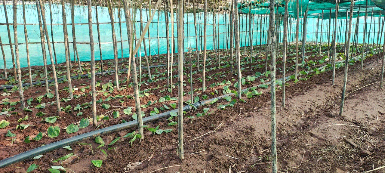 पान की विलुप्त होती खेती को नया जीवन, छुईखदान में पान अनुसंधान केन्द्र की स्थापना