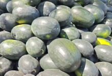 खाड़ी निर्यात ठप, तरबूज की कीमतों में गिरावट: छत्तीसगढ़ के किसानों को 300 करोड़ से ज्यादा का नुकसान खाड़ी निर्यात ठप, तरबूज की कीमतों में गिरावट: छत्तीसगढ़ के किसानों को 300 करोड़ से ज्यादा का नुकसान