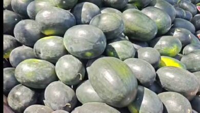 खाड़ी निर्यात ठप, तरबूज की कीमतों में गिरावट: छत्तीसगढ़ के किसानों को 300 करोड़ से ज्यादा का नुकसान