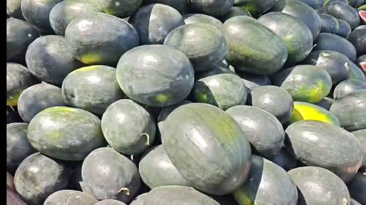 खाड़ी निर्यात ठप, तरबूज की कीमतों में गिरावट: छत्तीसगढ़ के किसानों को 300 करोड़ से ज्यादा का नुकसान